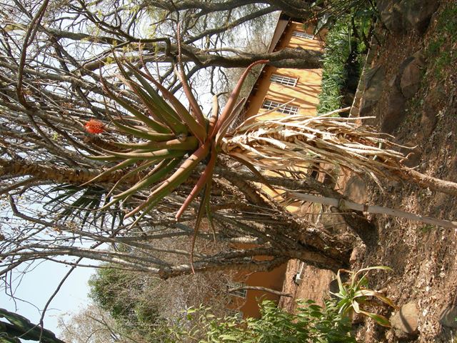 Aloe rupestris (4)